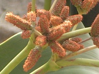 キソウテンガイ〔奇想天外〕の雄花（写真）