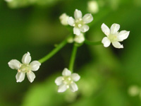 写真「ミツバ〔三つ葉〕の花」