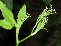 写真「ミツバ〔三つ葉〕」