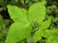 写真「ミツバ〔三つ葉〕」