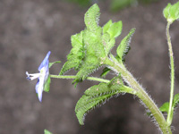写真「オオイヌノフグリ〔大犬の陰嚢〕の花」