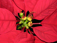 写真「ポインセチアの花」