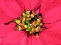 写真「ポインセチアの花」