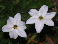 ハナニラ〔花韮〕の花（写真）