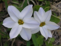 ハナニラ〔花韮〕の花（写真）