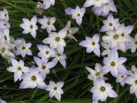 ハナニラ〔花韮〕の花（写真）