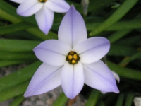 ハナニラ〔花韮〕の花（写真）