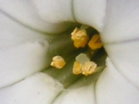 ハナニラ〔花韮〕の花（写真）