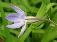 ハナニラ〔花韮〕の花（写真）