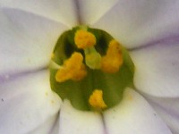 ハナニラ〔花韮〕の花（写真）