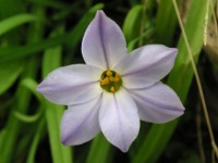 ハナニラ〔花韮〕の花（写真）