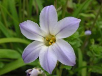 ハナニラ〔花韮〕の花（写真）