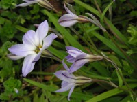 ハナニラ〔花韮〕の花（写真）
