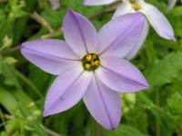 ハナニラ〔花韮〕の花（写真）